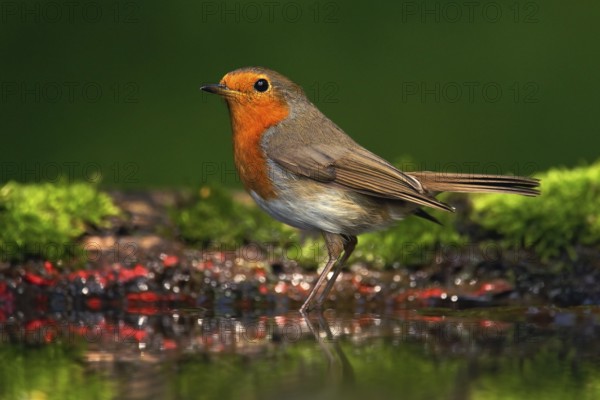 Orange songbird European Robin, Erithacus rubecula, sitting in the water, nice lichen tree branch,