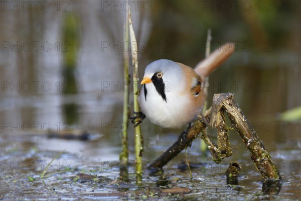 Bearded Reedling (Panurus biarmicus) male foraging in reedbed, Mecklenburg-Western, Pomerania,