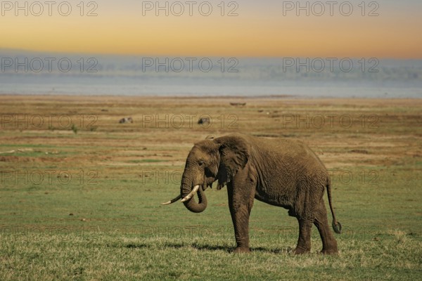 African elephant (Loxodonta africana) lonely elephant bull in savanna, Serengeti National Park;