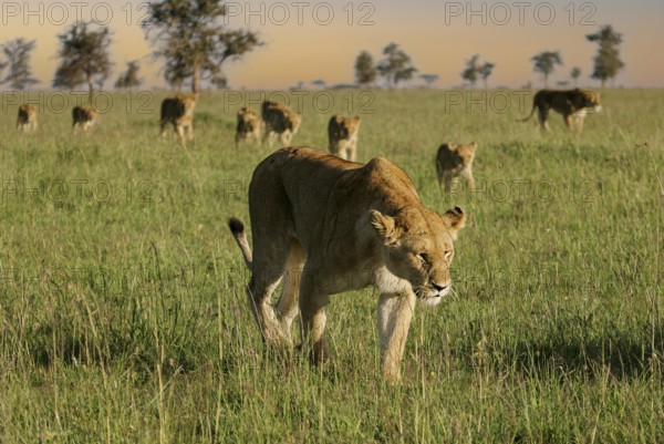 Löwe (Panthera leo), Löwenrudel mit Weibchen und Jungtieren durchstreifen zusammen die Savanne,