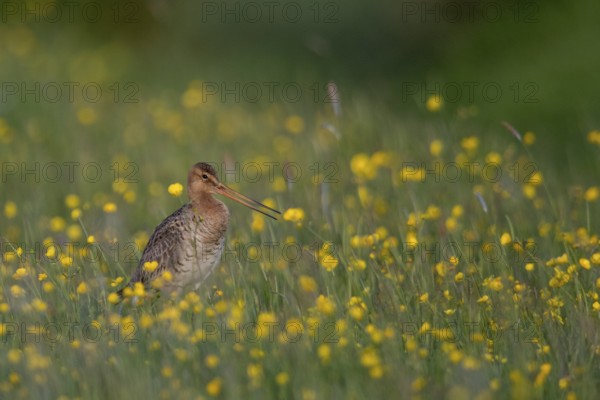 Black-tailed Godwit (Limosa limosa) calling on grassland with flowering meadow buttercup