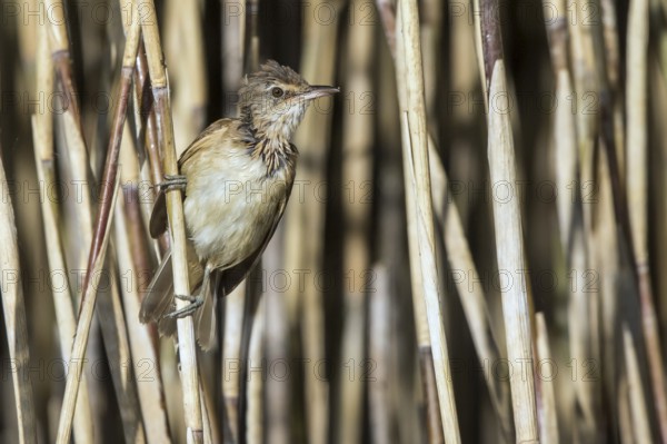Great Reed Warbler (Acrocephalus arundinaceus) juvenile perched in reedbed, Mecklenburg-Western