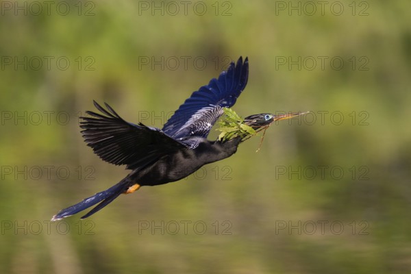 Anhinga (Anhinga anhinga) flying, Florida, USA