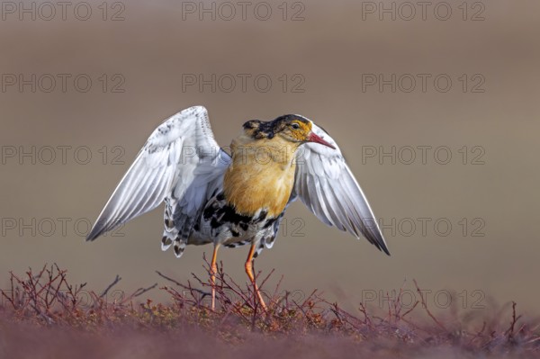 Ruff (Calidris pugnax) territorial male in breeding plumage displaying by flapping wings during