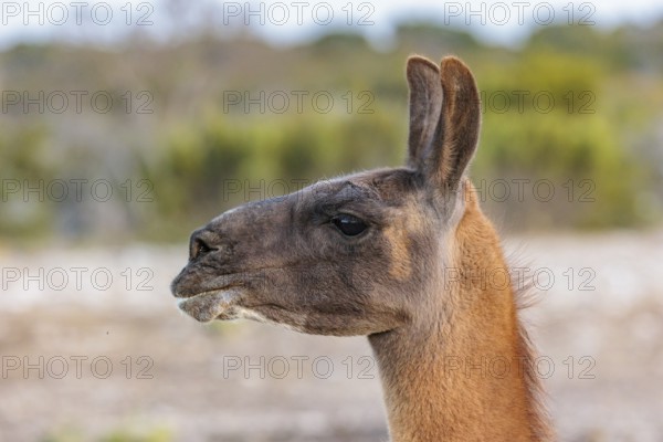 Domesticated alpaca livestock helps to protect goats from predators on a ranch in Sonora, Texas,