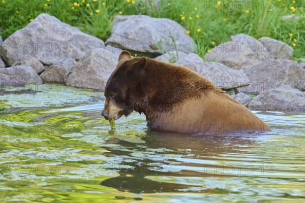 American Black Bear (Ursus americanus), enjoying the water of a pond surrounded by rocks and