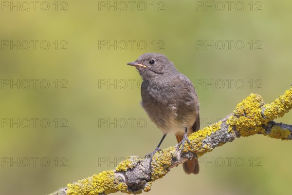 Redstart (Phoenicurus ochruros), fledgling sitting on a branch, wildlife, animals, birds, songbird,