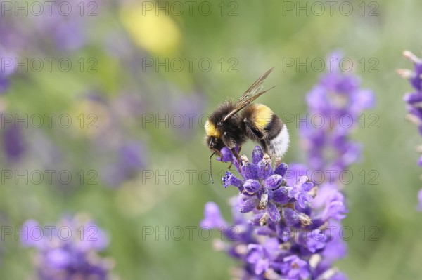 Ground bumblebee (Bombus terrestris), on a lavender flower (Lavandula angustifolia), macro