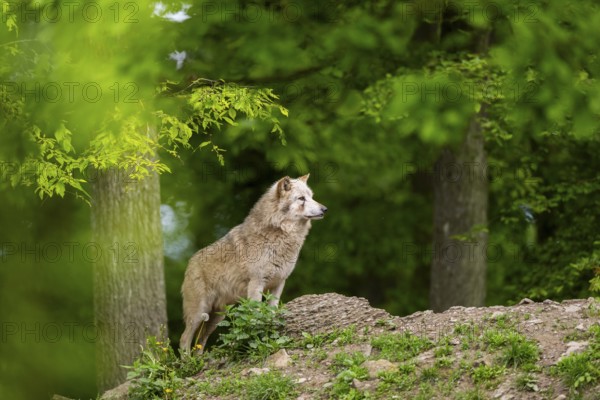 Eastern wolf (Canis lupus lycaon) standing on a little hill, Bavaria, Germany