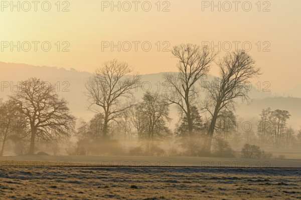 Meadows and trees in the early morning mist in the light of the rising sun, Reusstal, Aristau,