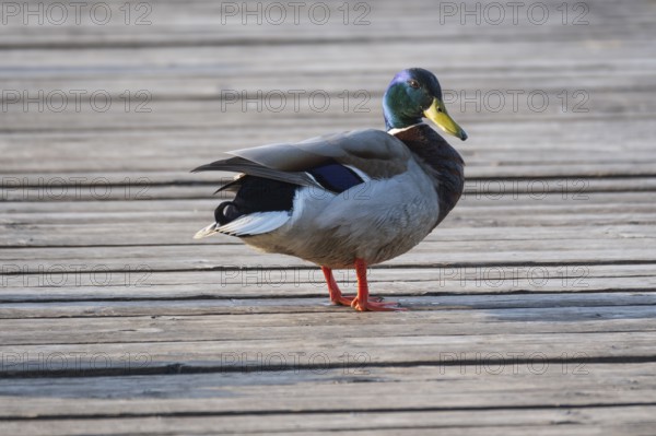 A mallard (Anas platyrhynchos) stands on a jetty at the Steinhuder Meer, animal photo, bird, bird
