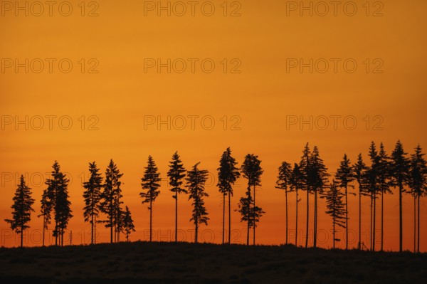Deforestation showing few remaining spruce trees in coniferous clearcut forest, silhouetted against