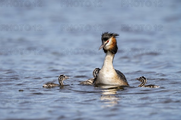 Great Crested Grebe (Podiceps Scalloped ribbonfish), with chicks, Vulkaneifel,