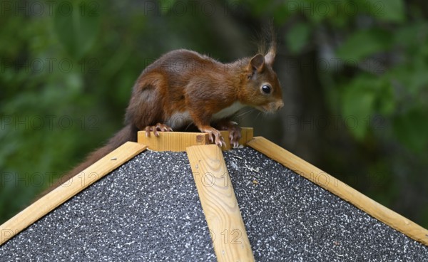Eurasian red squirrel (Sciurus vulgaris), sitting on a bird feeder, Stuttgart, Baden-Württemberg,