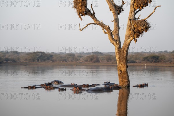 Hippos (Hippopatamus amphibius), group in the water in the morning light under a tree full of