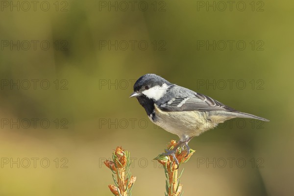 Fir tit (Parus ater), sitting on the top of a young spruce, European spruce (Picea abies),