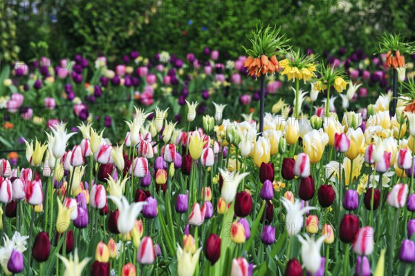 Different coloured tulips (Tulipa), colourful tulip bed, Keukenhof gardens, Lisse, Bollenstreek,