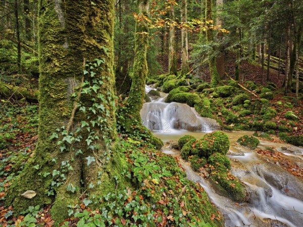 Waterfall surrounded by moss-covered stones in autumnal coloured surroundings, on the river Sihl,