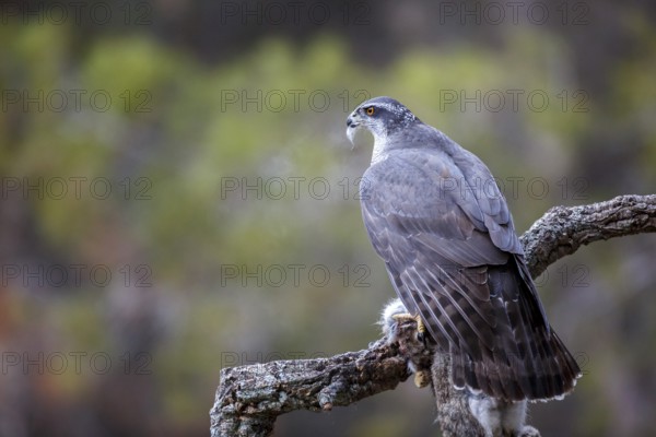 Northern Goshawk (Accipiter gentilis) female with prey, Madrid, Spain