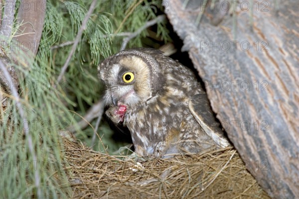 Long-eared Owl Asio otus Anza Borrego State Park, CALIFORNIA, USA April Adult with Kangaroo Rat