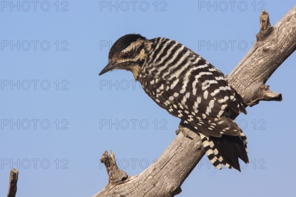 Ladder-backed Woodpecker Picoides scalaris Santa Rita Mountains, Santa Cruz County, Arizona, United