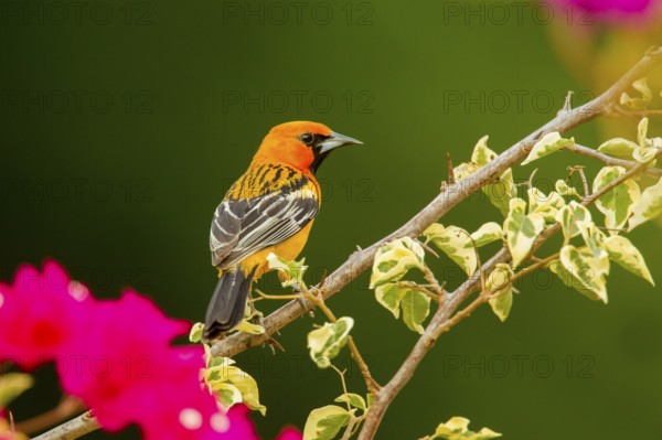 Streak-backed Oriole Icterus pustulatus microstictus El Tuito, Jalisco, Mexico 12 June Adult Male