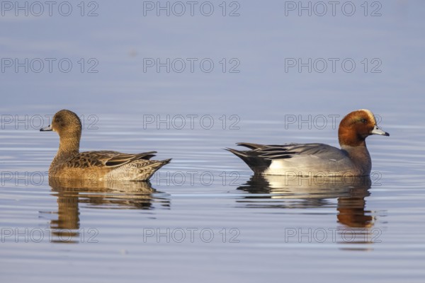 Eurasian Wigeon (Mareca penelope) pair, Netherlands