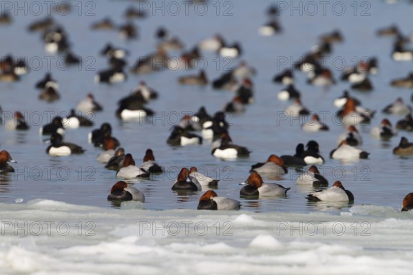 Tufted Duck & Common Pochard (Aythya fuligula & Aythya ferina), Thurgovia, Switzerland, TUDU,