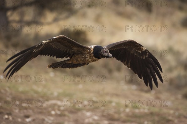 Bearded Vulture (Gypaetus barbatus) flying, Pyrenees, Spain