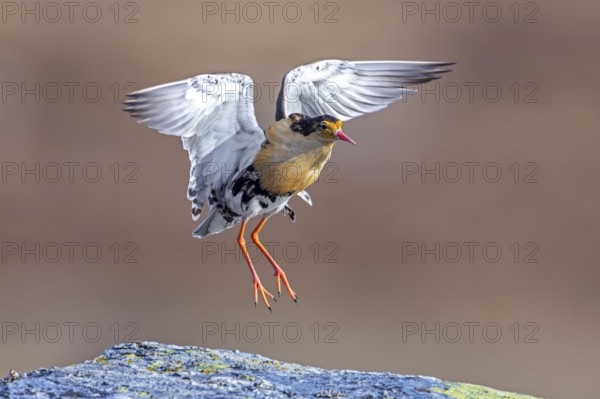 Ruff (Calidris pugnax) territorial male in breeding plumage displaying by jumping during courtship