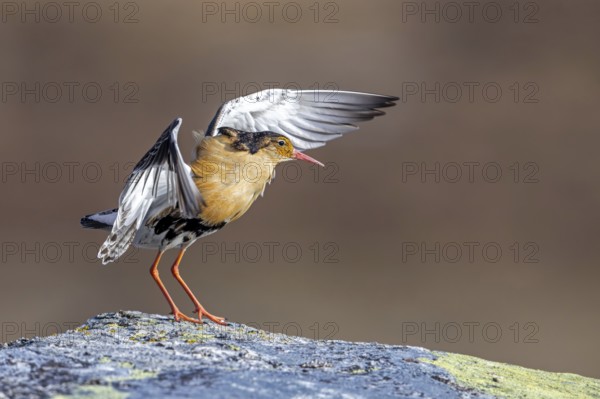 Ruff (Calidris pugnax) territorial male in breeding plumage displaying by flapping wings during