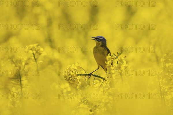 Western Yellow Wagtail (Motacilla flava) male perched in flowering rape field, Baden-Wuerttemberg,
