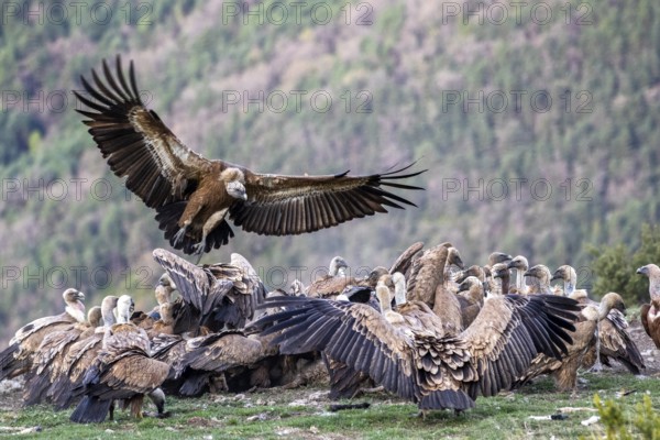 Griffon Vulture (Gyps fulvus) group on field, Aragon, Spain