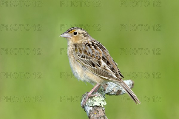 Grasshopper Sparrow Ammodramus savannarum Appleton, Chippawa County, Minnesota, Unites States 30