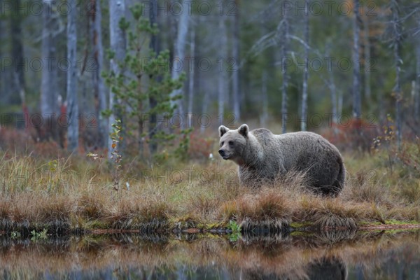 Big brown bear walking around lake in the morning sun. Dangerous animal in the forest. Wildlife