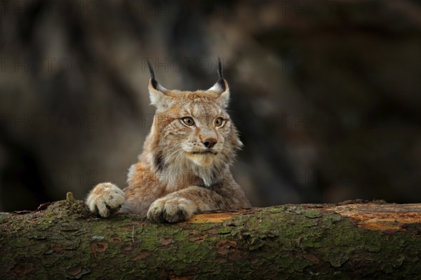 Lynx in green forest with tree trunk. Wildlife scene from nature. Playing Eurasian lynx, animal