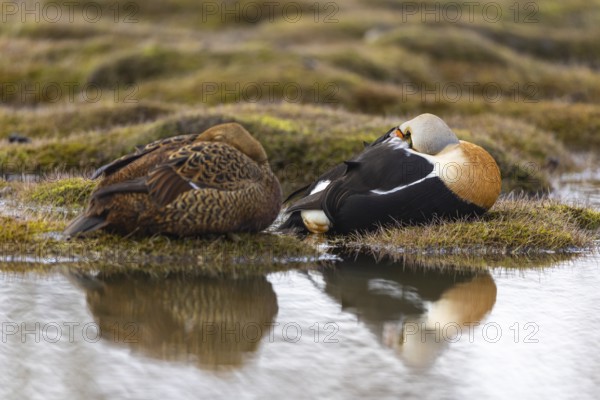 Eider duck (Somateria mollissima), pair sleeping by the water, reflection, duck birds (Anatidae),