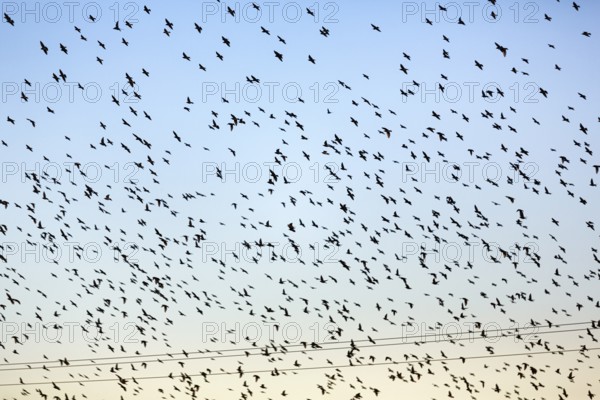 A flock of soaring starlings (Sturnus vulgaris) in the evening sky, full-frame, Camargue Regional