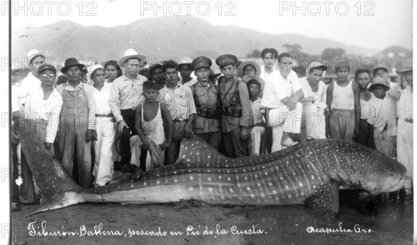 Whale shark (Rhincodon typus), approx. 6 metres long, onlookers pose next to the shark. The picture