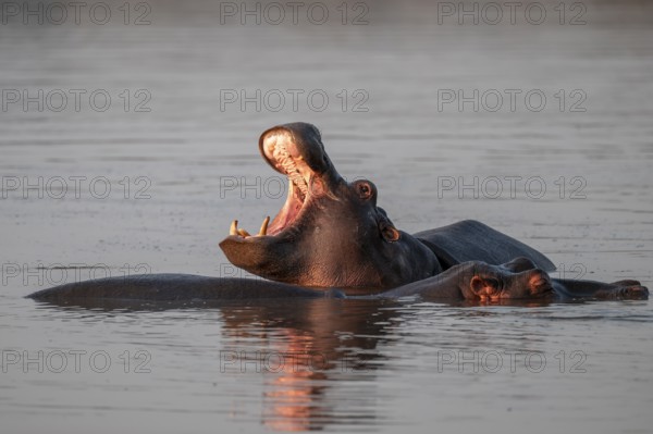 Hippopotamus (Hippopatamus amphibius), yawning with wide open mouth, in water in morning light,