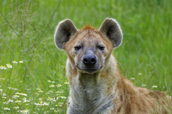Animal portrait, spotted hyena (Crocuta crocuta), attentive, captive, distribution sub-Saharan