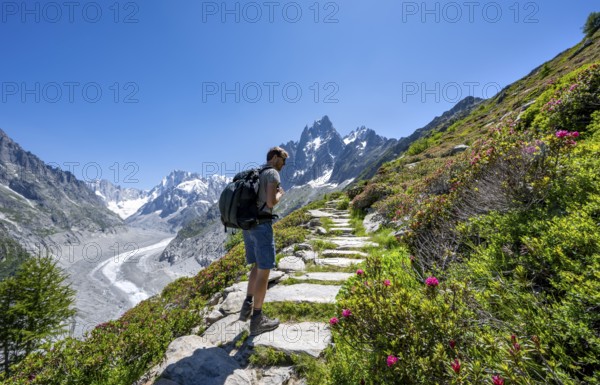 Picturesque mountain landscape with blooming alpine roses, imposing mountain peaks and glaciers,