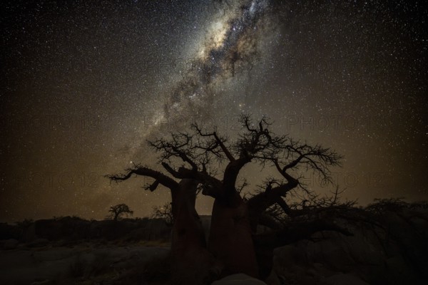 Silhouette of a baobab tree with starry sky and Milky Way, African baobab (Adansonia digitata),
