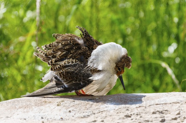 A bird with striking plumage stands on a stone in a green environment, ruff (Calidris pugnax, syn.: