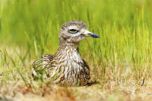 Bird resting quietly in the grass and seeming to blend in with its surroundings, Stone Curlew