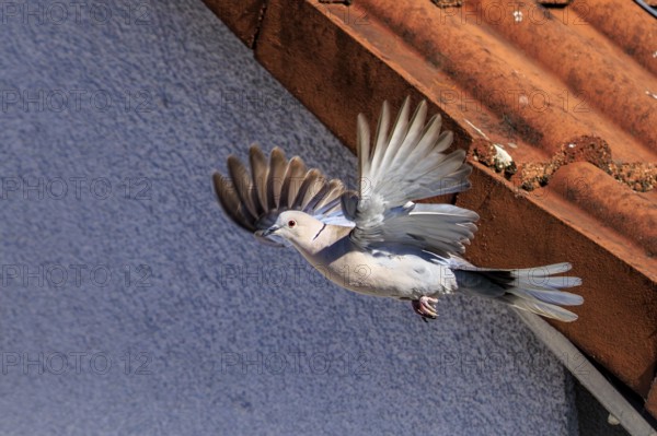 A pigeon soars near a tiled roof, the structure of the wings is recognisable, Eurasian Collared