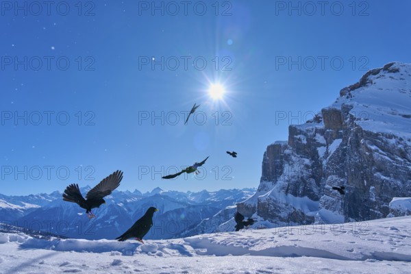 Alpine choughs (Pyrrhocorax graculus), birds in the air in bright sunshine over snow-covered