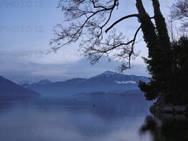 Morning atmosphere at Lake Zug with a tree with ivy in the foreground, the Rigi in the background,