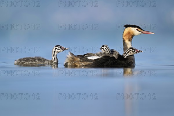 Great Crested Grebe (Podiceps Scalloped ribbonfish), with two chicks in plumage and one swimming in
