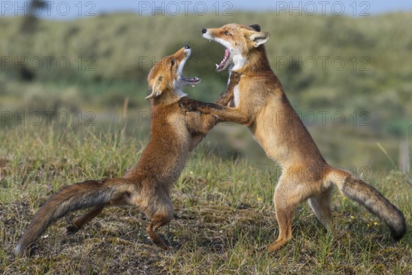 Red Fox (Vulpes vulpes) two adult fighting and playing in grassland, Netherlands